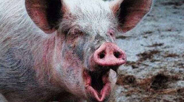 Классическая чума свиней