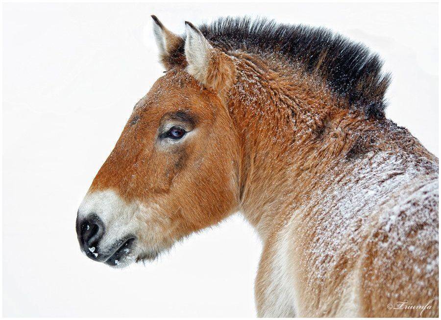 Лошадь пржевальского: краткое описание, особенности и интересные факты