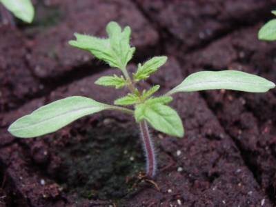 Огородные хитрости: как вырастить крепкую рассаду томатов в домашних условиях