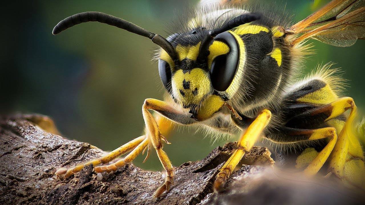 Что делать если укусила пчела?