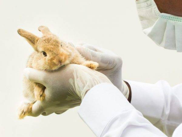 Болезни кроликов: симптомы и их лечение в домашних условиях