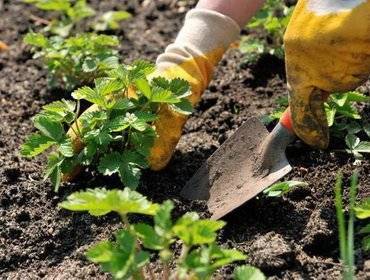 12 ключевых моментов при выращивании садовой земляники