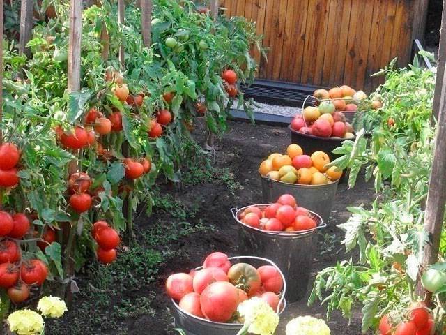Подкормка помидор хлебным настоем: как подкармливать и поливать томаты в теплице, рецепт, чтобы приготовить удобрение