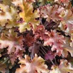 Гейхера многолетняя – когда листья важнее цветов: описание, посадка в открытом грунте, уход (80+ фото & видео) +отзывы