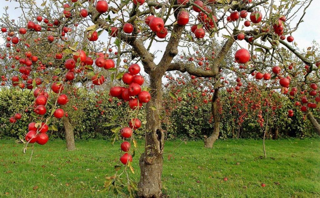 Почему яблоня цветет, но не плодоносит?