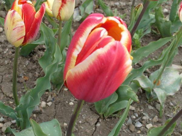 10 лучших сортов тюльпанов для выгонки (названия, фото, описания)