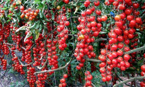 Помидор "рапунцель": описание сорта томата, фото созревших плодов, как вырастить в домашних условиях, а также как бороться с вредителями на растениях