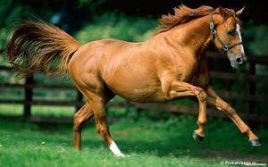 Экстерьер лошади, пригодность лошади для спорта, телосложение работоспособность, стати лошади строение тела лошади, форма головы шеи