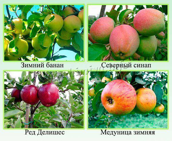 Сладкие сорта яблок для подмосковья, урала, средней полосы россии, беларуси и украины