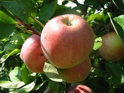 Сорт яблони коричное полосатое – описание, фото