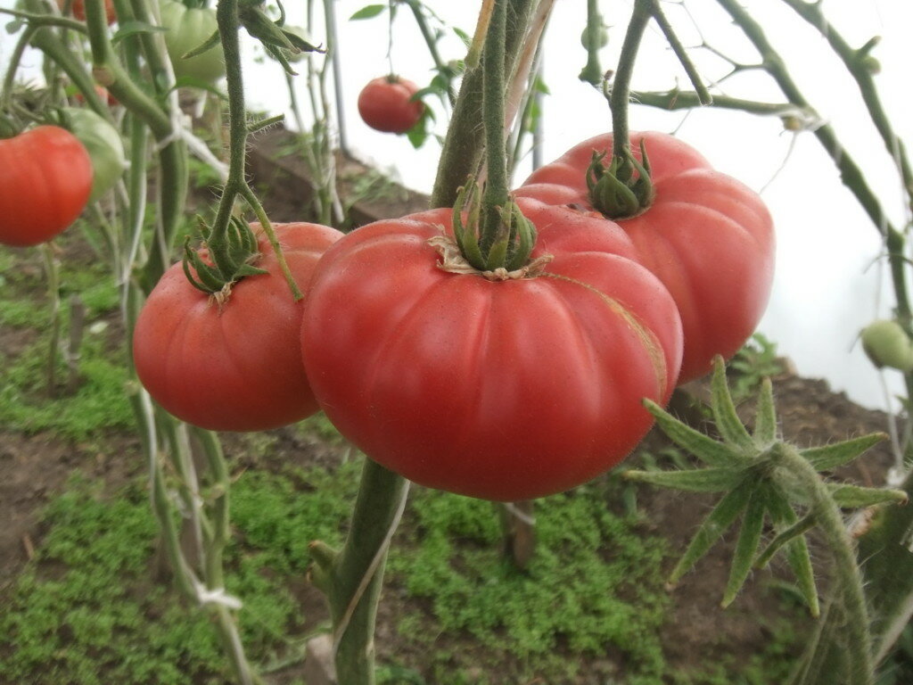 Минусинские томаты: сорта с фото, описанием и отзывами