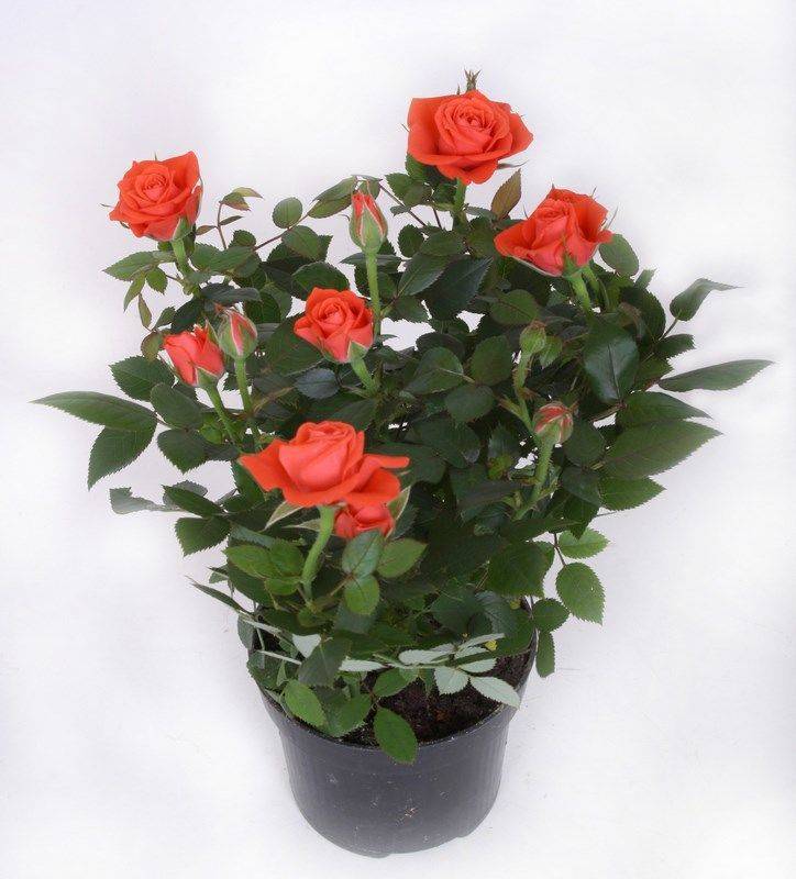 Роза «кордана» (34 фото): уход за розой сорта «кордана микс» в саду. как обрезать мини-розы в домашних условиях? зимовка миниатюрных роз