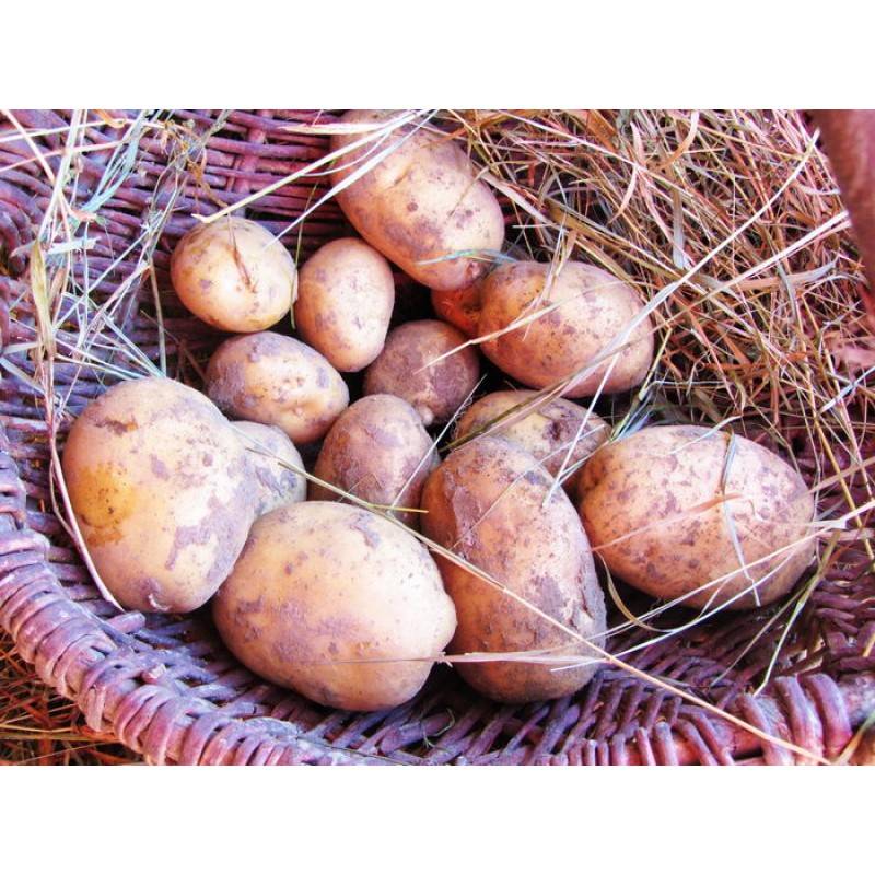 О картофеле азарт: описание семенного сорта, характеристики, агротехника