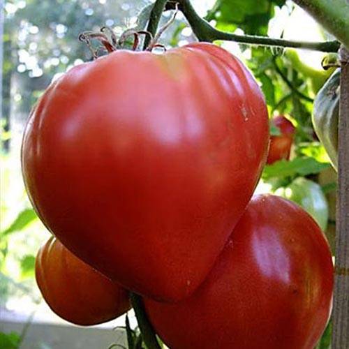 «бычье сердце красное» - томат для выращивания в южных регионах россии: описание и особенности выращивания