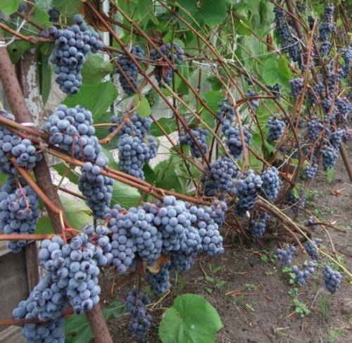 Выращивание винограда в ленинградской области в открытом грунте. посадка винограда в ленинградской области: особенности