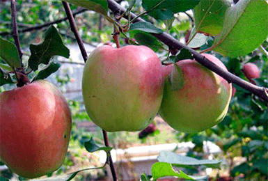 О яблоне Зимняя Красавица, описание сорта, характеристики, как выращивать