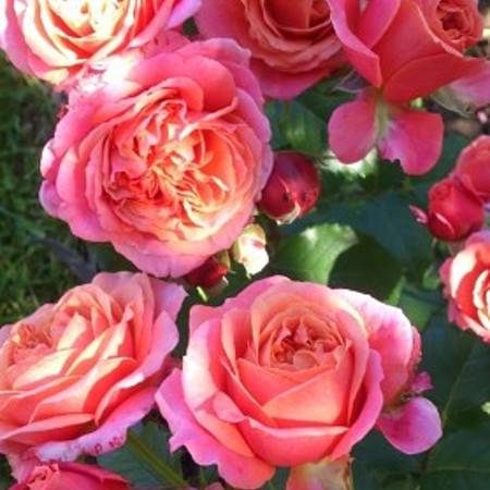 Роза джеймс галвей (james galway) — описание сорта клаймбера