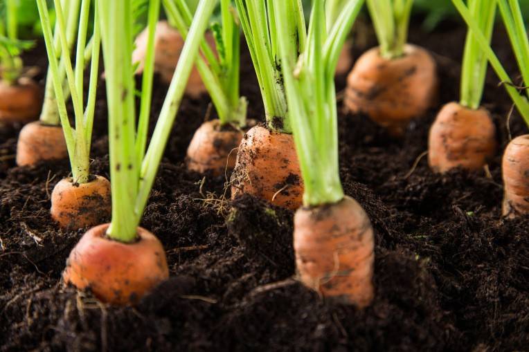 Сроки посадки моркови в средней полосе России, на Урале, советы и рекомендации
