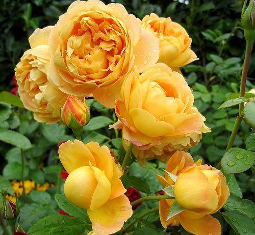 Цветы розы с описанием, названием сортов и фото: садовые и парковые новые сорта