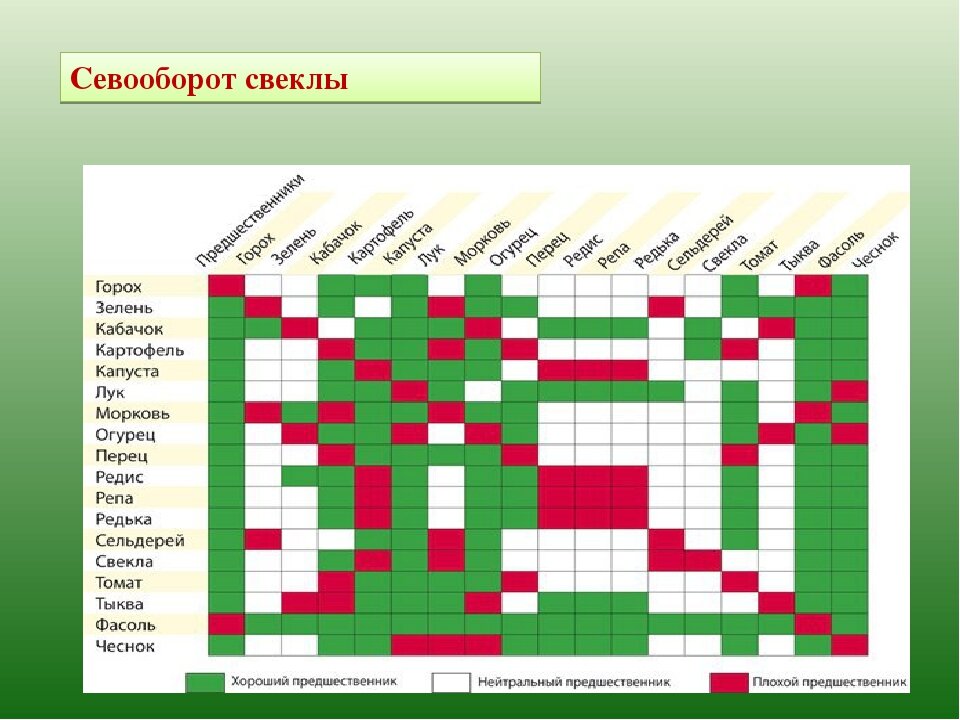 Какие овощные культуры можно сажать после чеснока