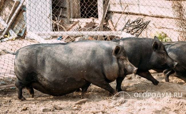 Вьетнамские свиньи разведение уход питание