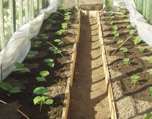 Огурцы и помидоры в одной теплице из поликарбоната: как посадить, выращивание, совместимость, уход