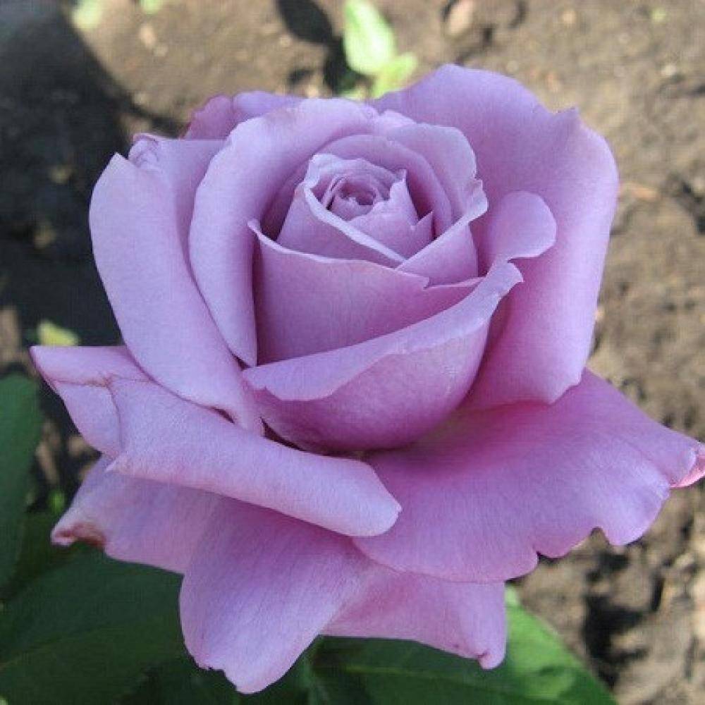 Роза астрид графин фон харденберг - описание сорта и особенности анротехники | о розе