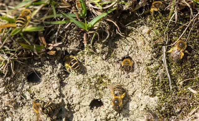 Характеристика и жизнедеятельность земляных пчел