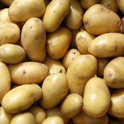 Картофель скарб — сокровище беларуси