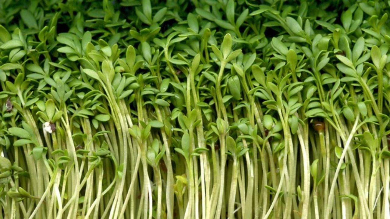 Кресс-салат — выращивание витаминной зелени круглый год