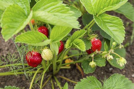 Весенняя обработка сада от вредителей и болезней: чем опрыскивать плодовые деревья и ягодные кустарники