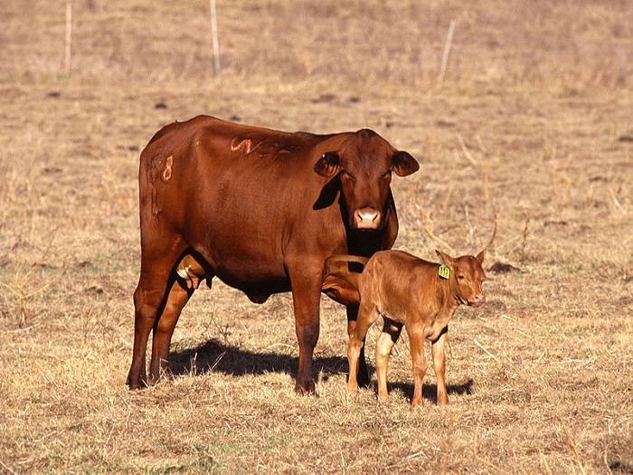 Обзор и особенности выращивания комолых коров