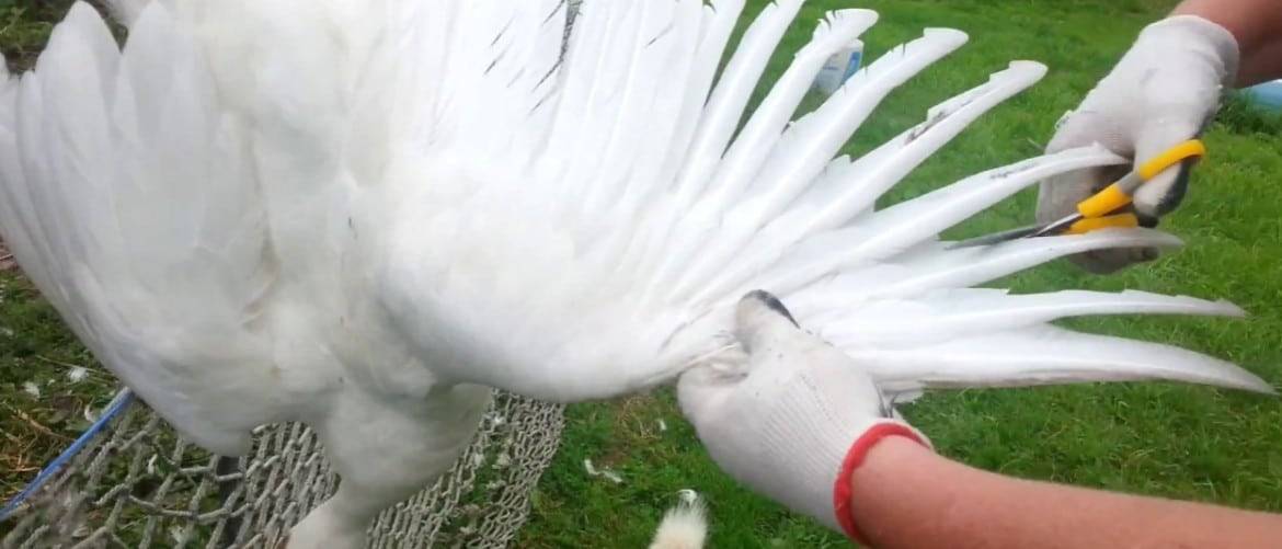 Как обрезать крылья у кур | своими руками – как сделать самому