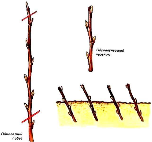Как посадить смородину весной: заготовка черенков и их укоренение