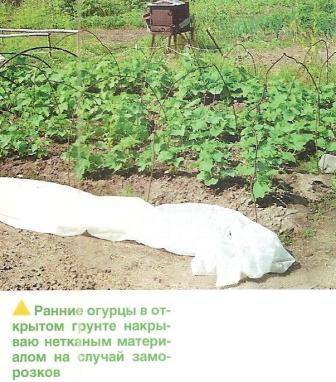 Огурцы: посадка и уход в открытом грунте, как вырастить из семян, фото