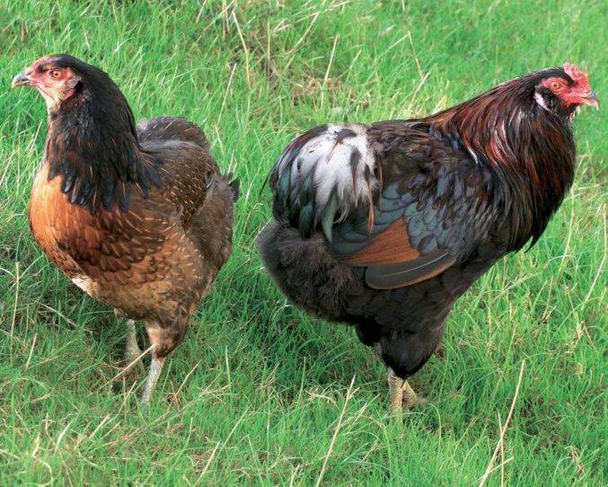 Куры, несущие голубые яйца — порода амераукана