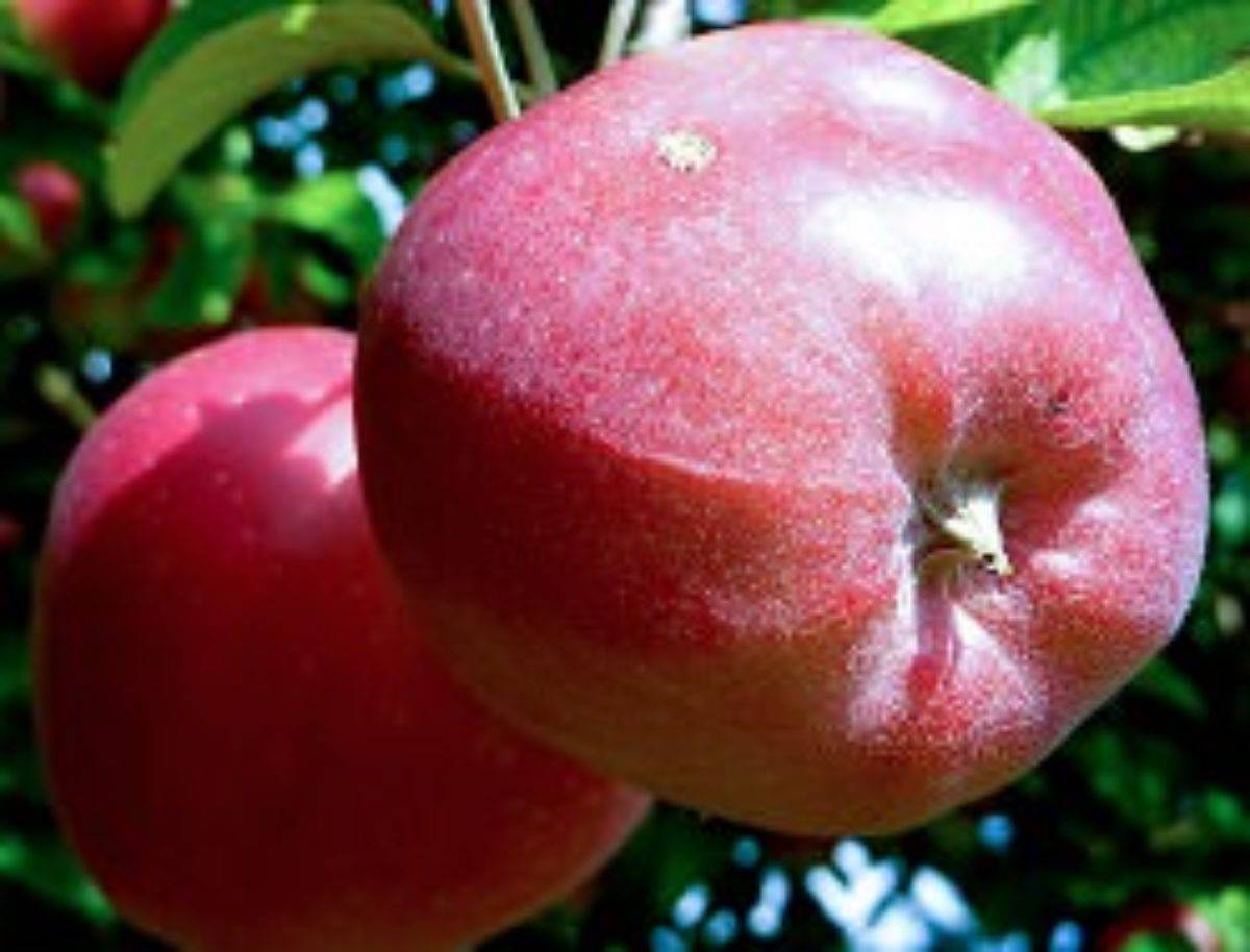 Сорт яблони горнист фото и описание сорта