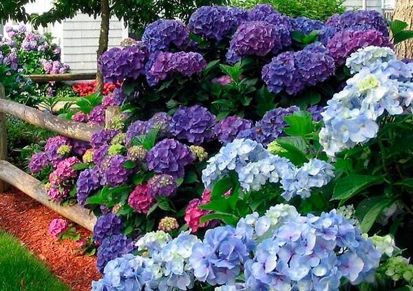 Гортензия – чудесное растение с роскошными цветами
