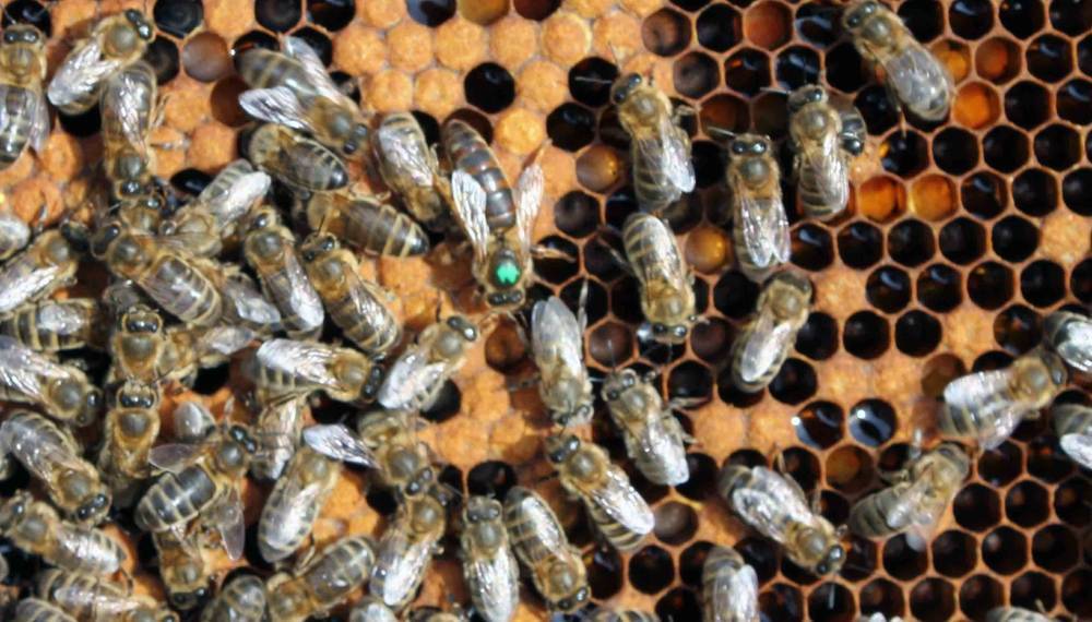 Где можно приобрести пчелопакеты и маток среднерусских пчел - среднерусская пчела