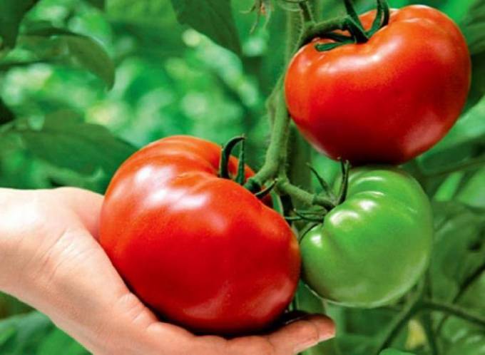 Причины отсутствия завязи у помидор в теплице