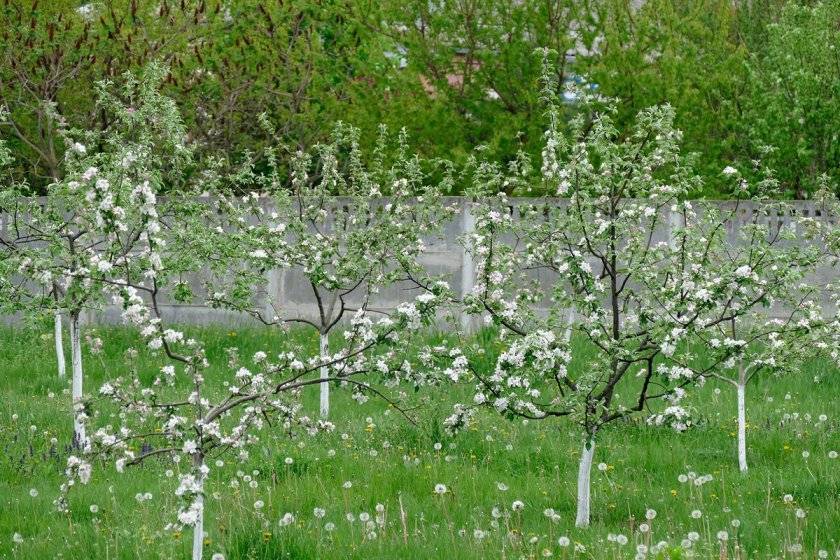 Садоводы рассказывают, почему не плодоносит яблоня и что делать?