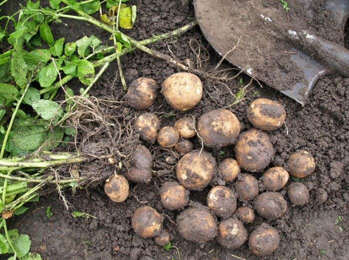 Жуковский: семенной сорт картофеля, характеристики, агротехника