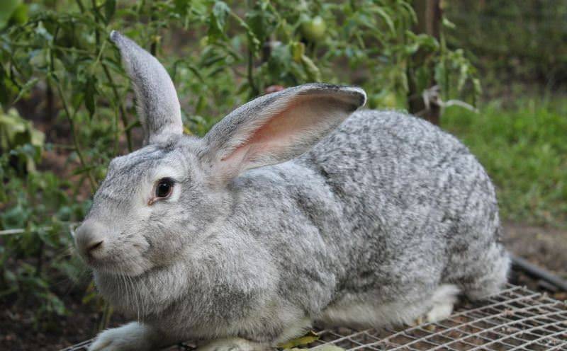 Кролики калифорнийские: разведение, выращивание, кормление