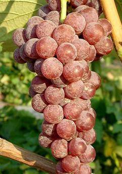 Виноград «рилайнс»: описание сорта с фото, отзывы, посадка и уход