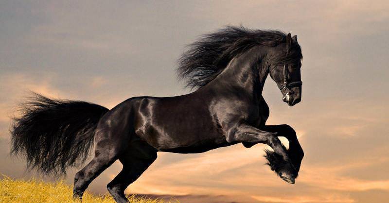 Породы лошадей (51 фото): виды коней с описанием, обзор цыганских, исландских и вятских лошадей, породистые скаковые лошади с названиями