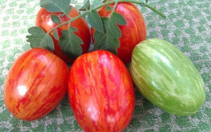О томате гусиное яйцо: описание сорта, характеристики помидоров, посев