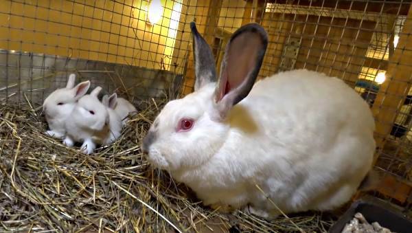 Окрол у кроликов: правила проведения летом и зимой