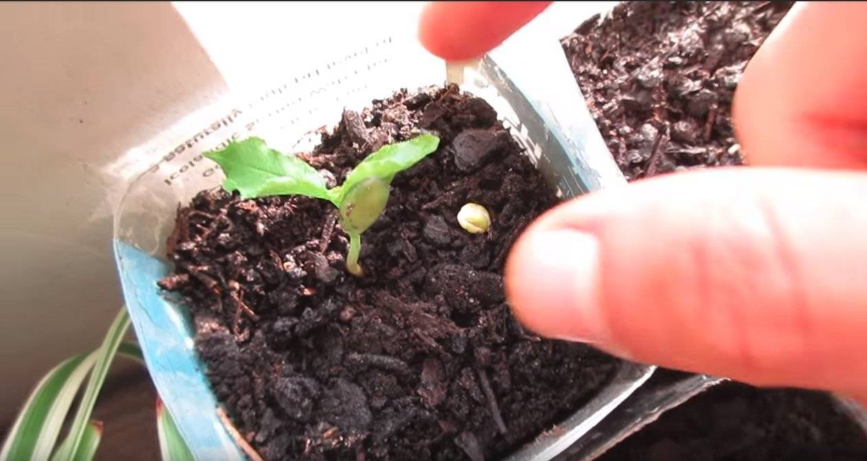Как посадить черешню весной саженцами в открытый грунт