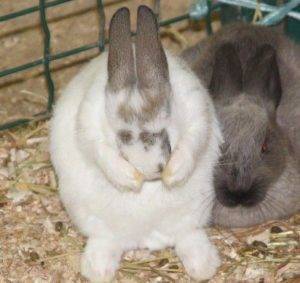 Как лечить насморк у кроликов (ринит)
