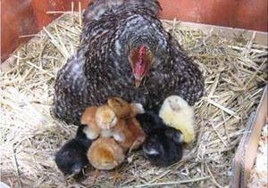Как насильно посадить курицу на яйца